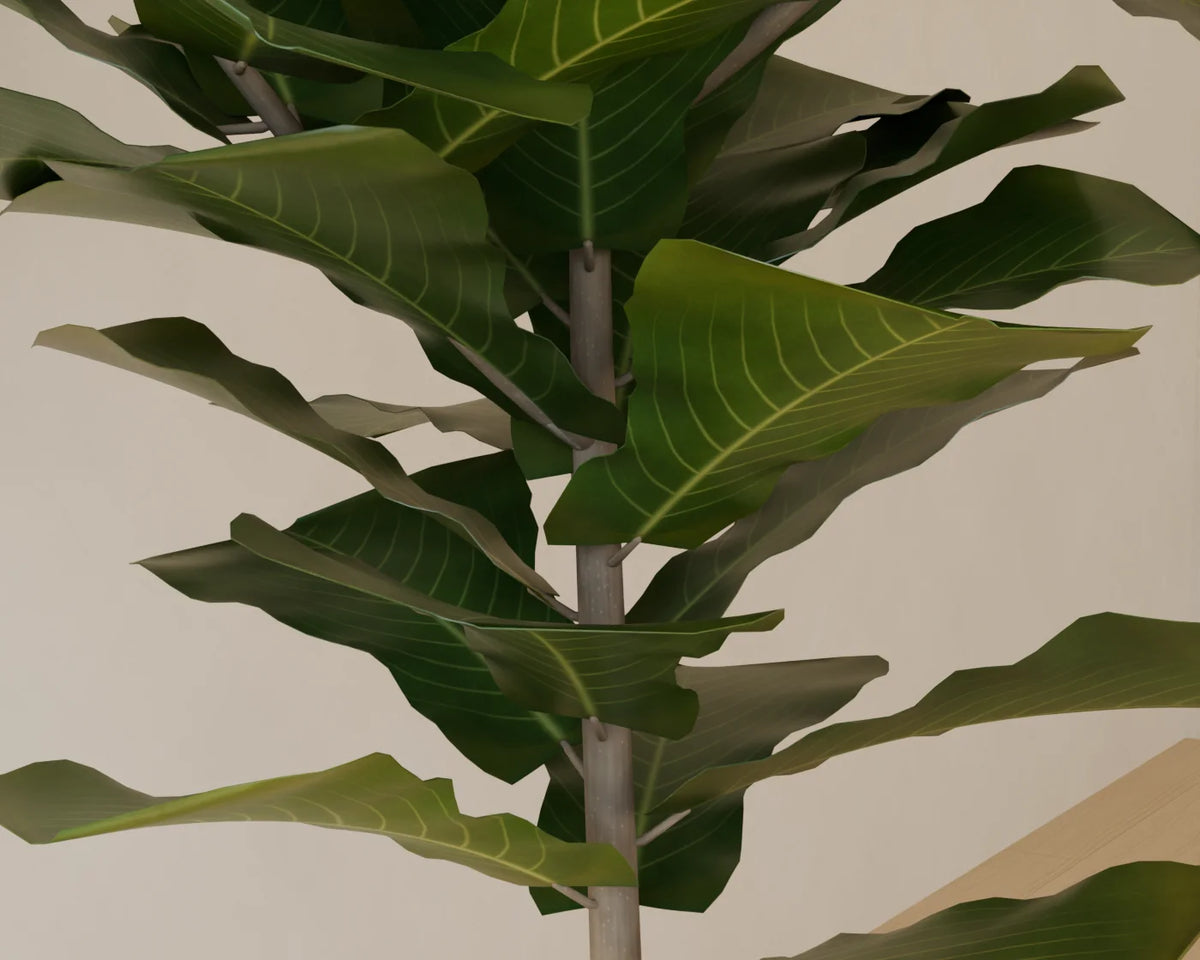 Fiddle-Leaf Fig in Planter, close-up detail render