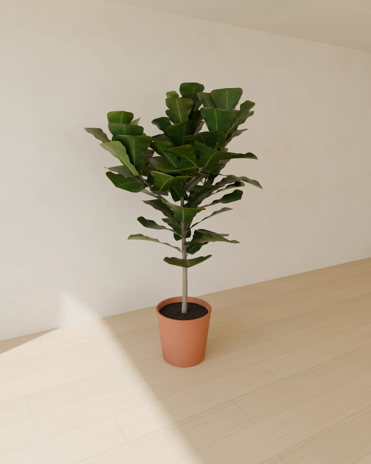 Fiddle-Leaf Fig in Planter, Linden House 3D asset, studio render