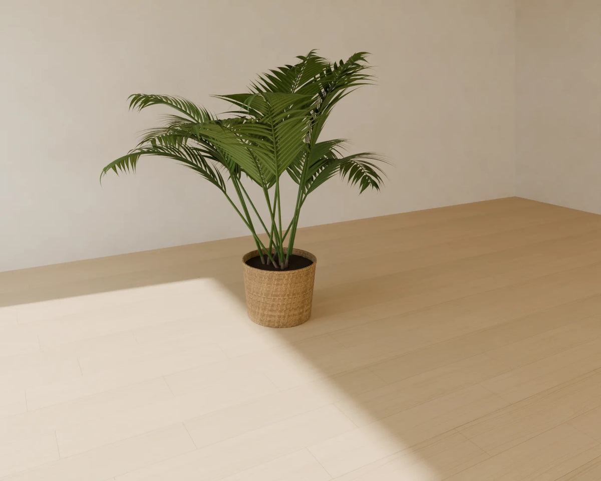 Kentia Palm in Planter, Linden House 3D asset, studio render