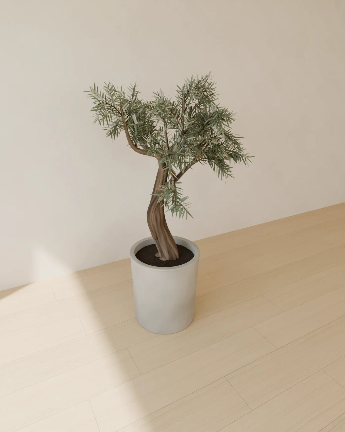 Olive Tree in Planter, Linden House 3D asset, studio render