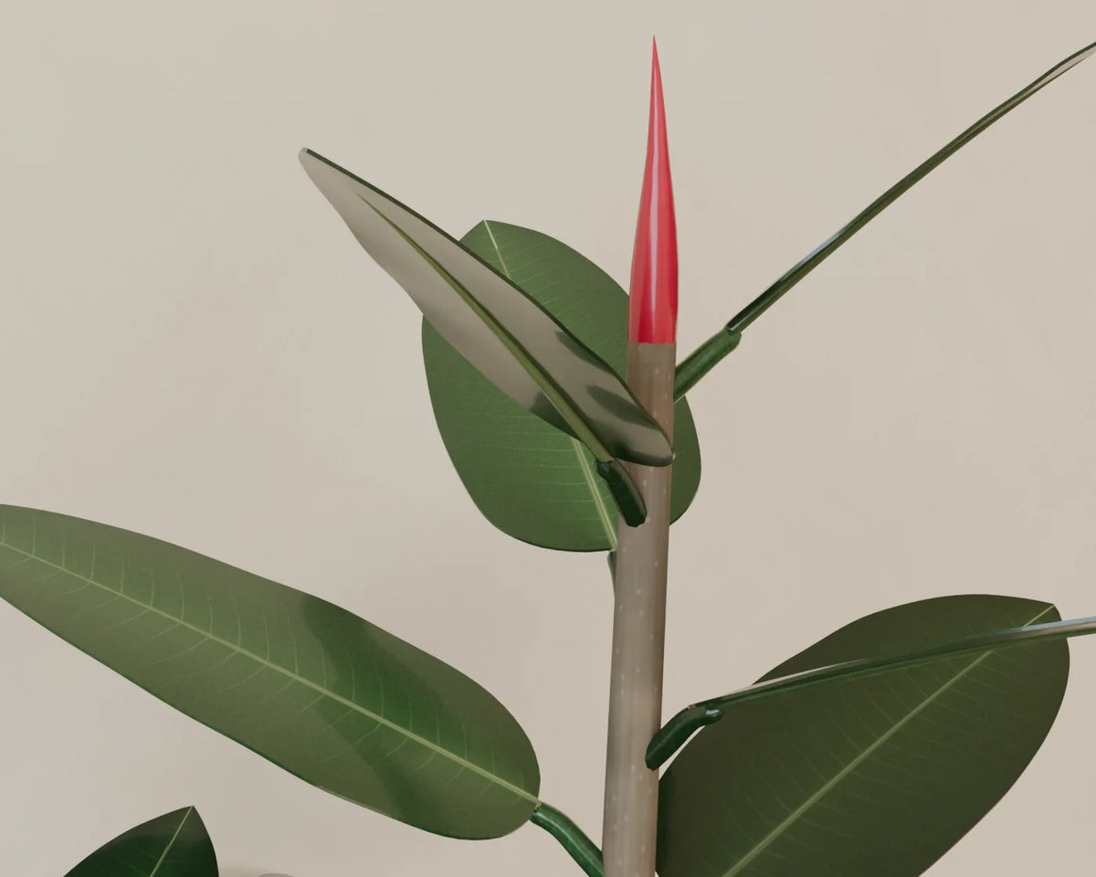 Rubber Plant in Planter, close-up detail render