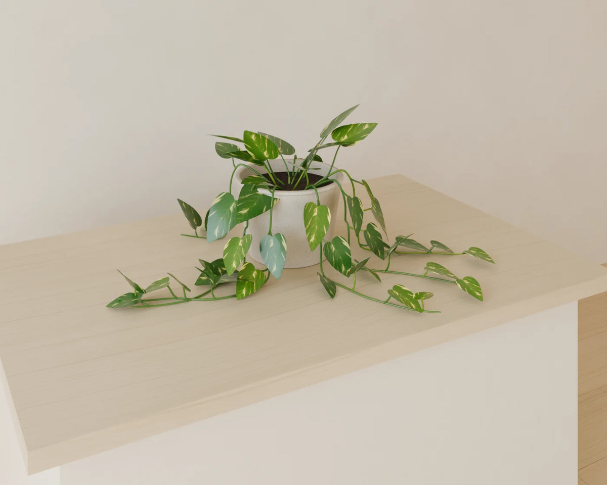 Trailing Pothos, Linden House 3D asset, studio render