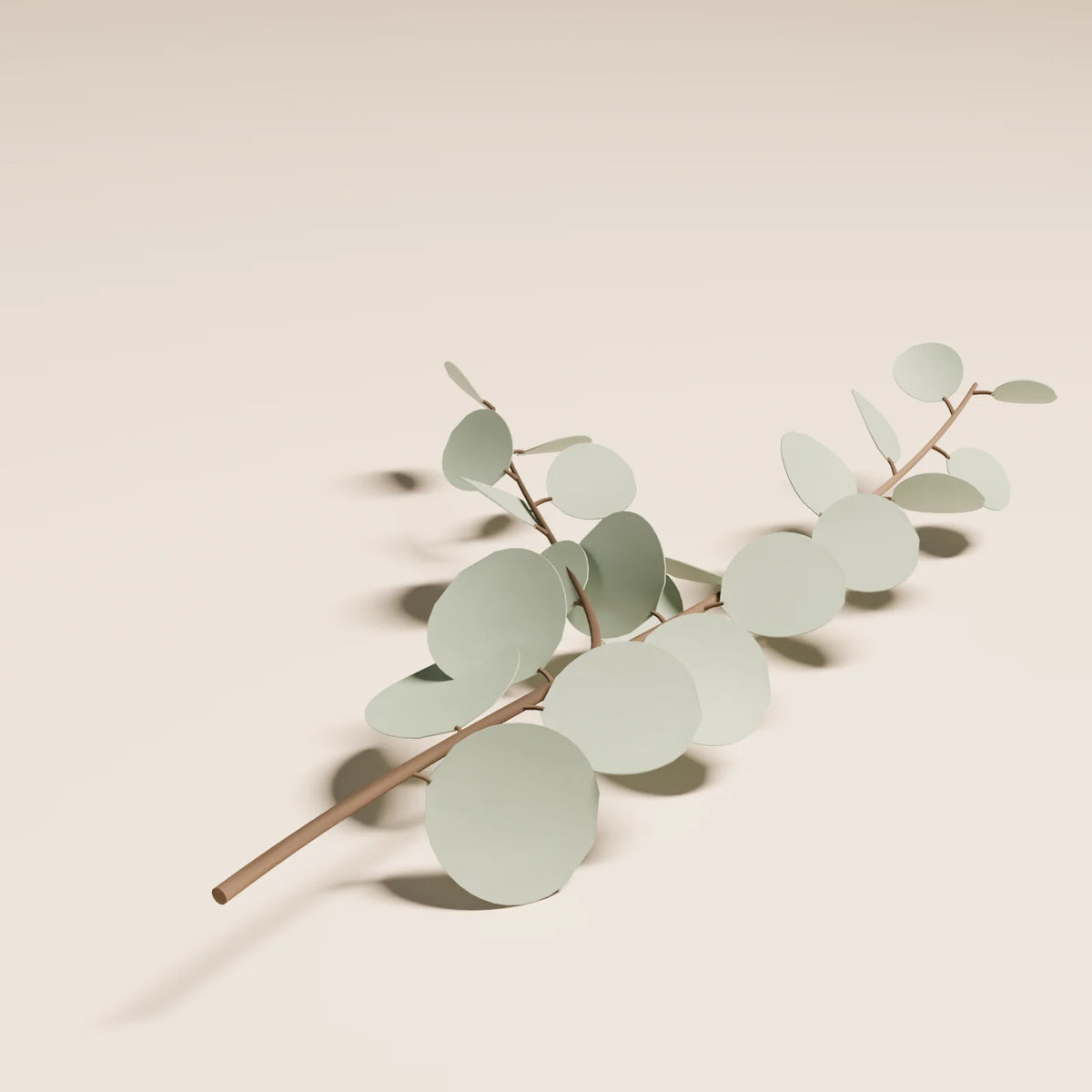 Eucalyptus Branch, close-up detail render