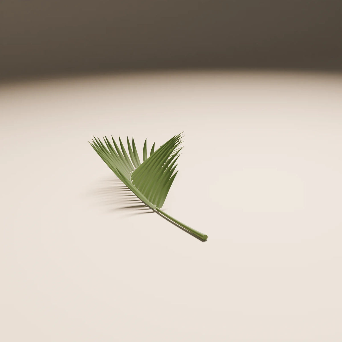 Palm Frond, Still Studio 3D asset, studio render