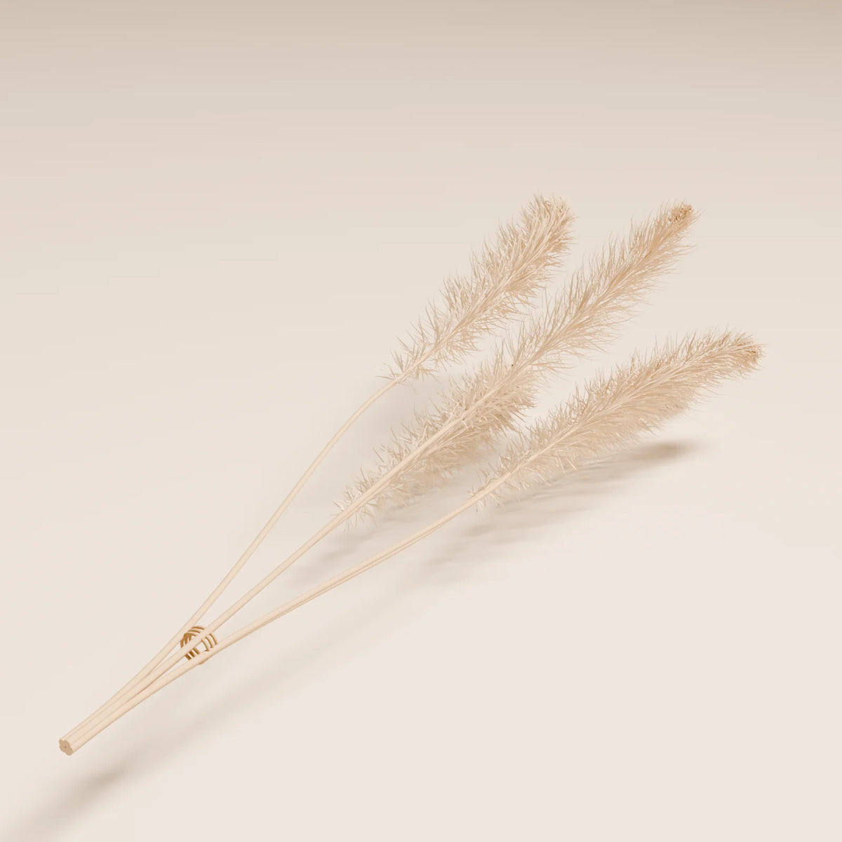 Pampas Stems, close-up detail render
