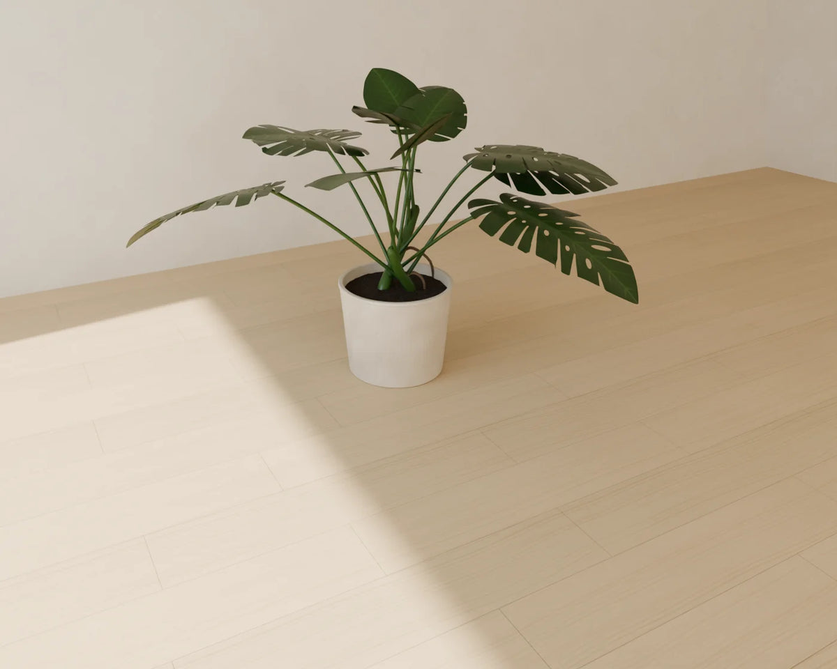 Monstera in Planter 3D model