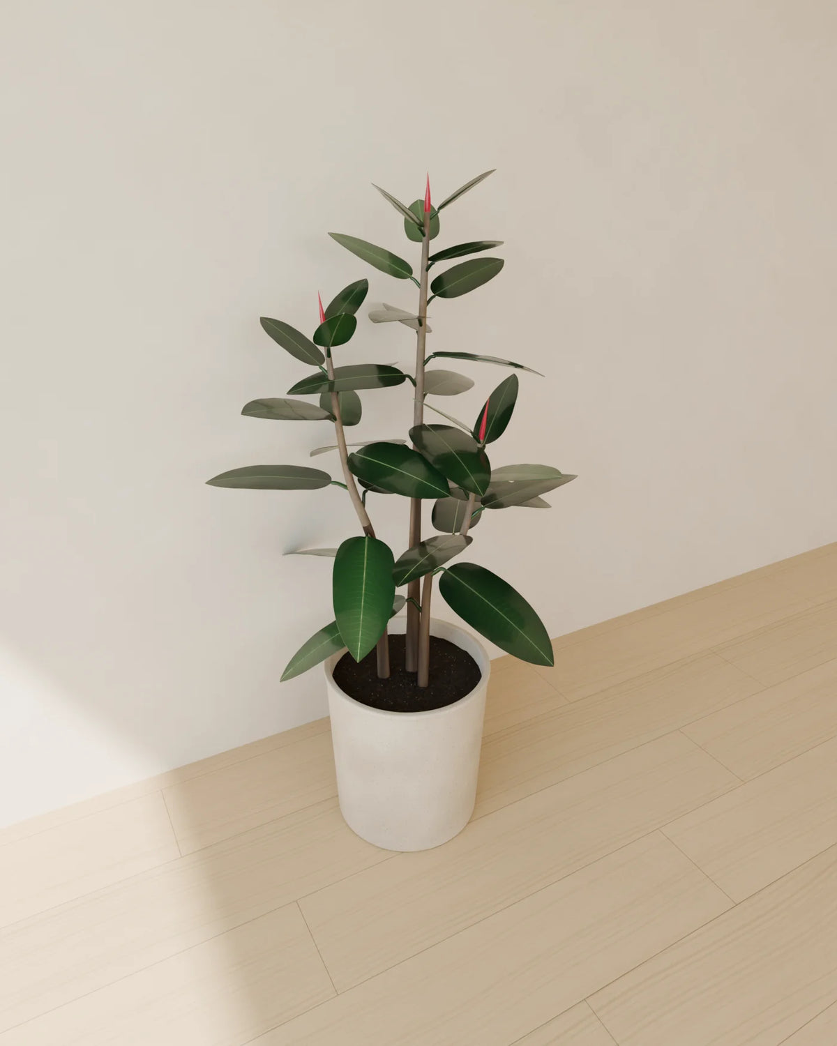 Rubber Plant in Planter, Linden House 3D asset, studio render
