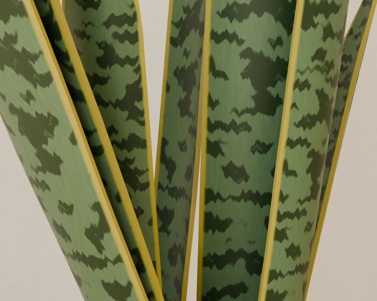 Snake Plant in Planter, close-up detail render