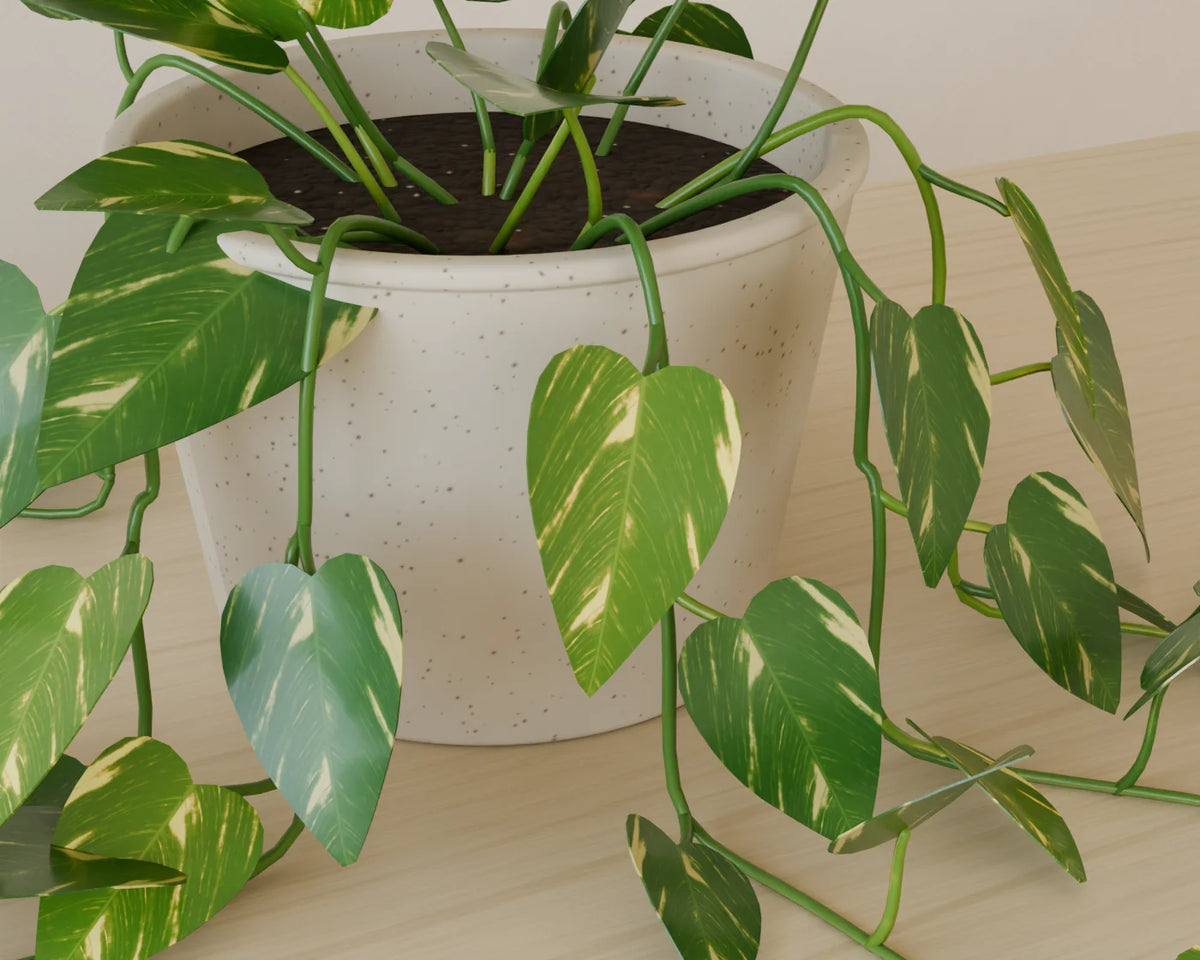 Trailing Pothos, close-up detail render